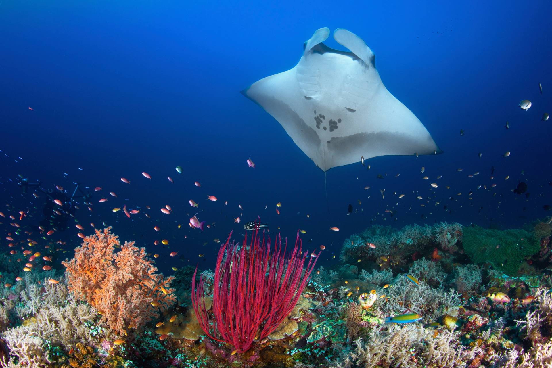 Papermoon Fototapete »Photo-Art BARATHIEU GABRIEL, OCEAN MANTA RAY AUF DEM RIFF« Papermoon Fototapete »Photo-Art BARATHIEU GABRIEL, OCEAN MANTA RAY AUF DEM RIFF« von Papermoon