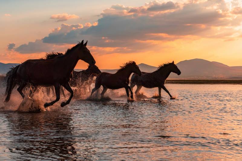 Papermoon Fototapete »Photo-Art BARKAN TEKDOGAN, WASSERPFERDE« von Papermoon