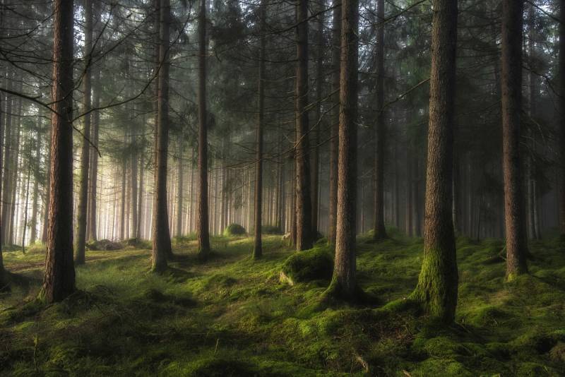 Papermoon Fototapete »Photo-Art BENNY PETTERSSON, WALD EIN GEFÜHL VON FRÜHLING« von Papermoon