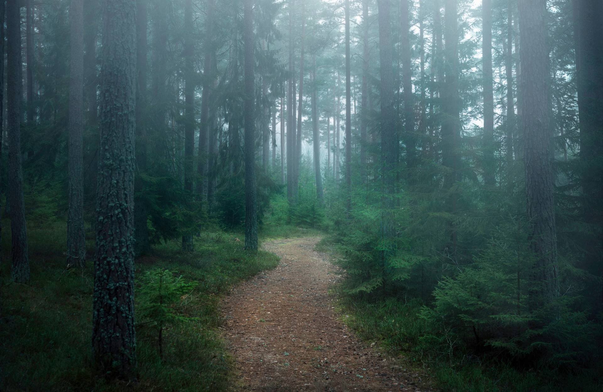 Papermoon Fototapete »Photo-Art CHRISTIAN LINDSTEN, DER VERWUNSCHENE WALD« Papermoon Fototapete »Photo-Art CHRISTIAN LINDSTEN, DER VERWUNSCHENE WALD« von Papermoon