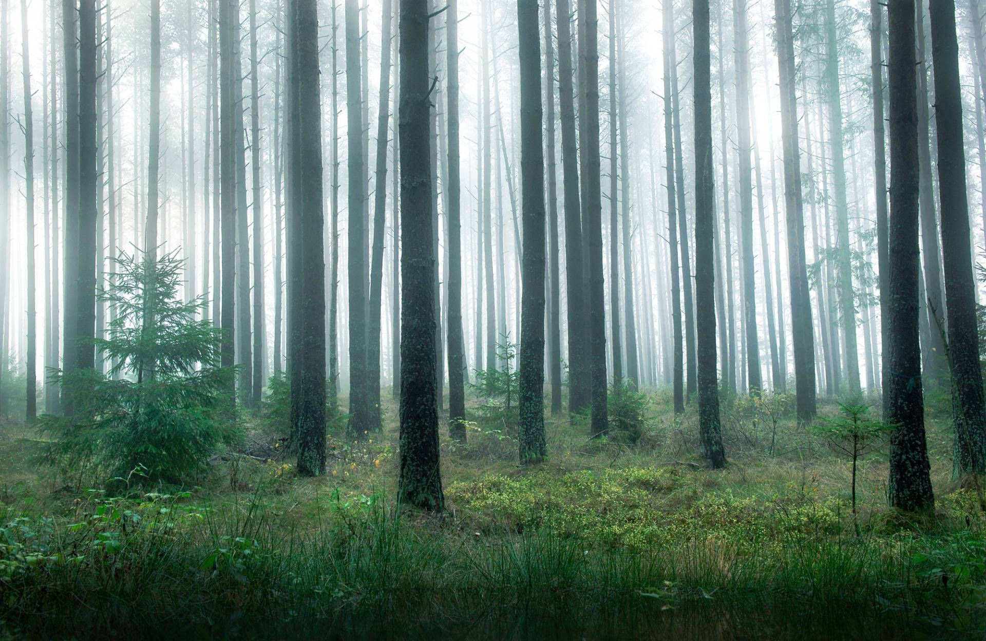 Papermoon Fototapete »Photo-Art CHRISTIAN LINDSTEN, SEE IM WALD« Papermoon Fototapete »Photo-Art CHRISTIAN LINDSTEN, SEE IM WALD« von Papermoon
