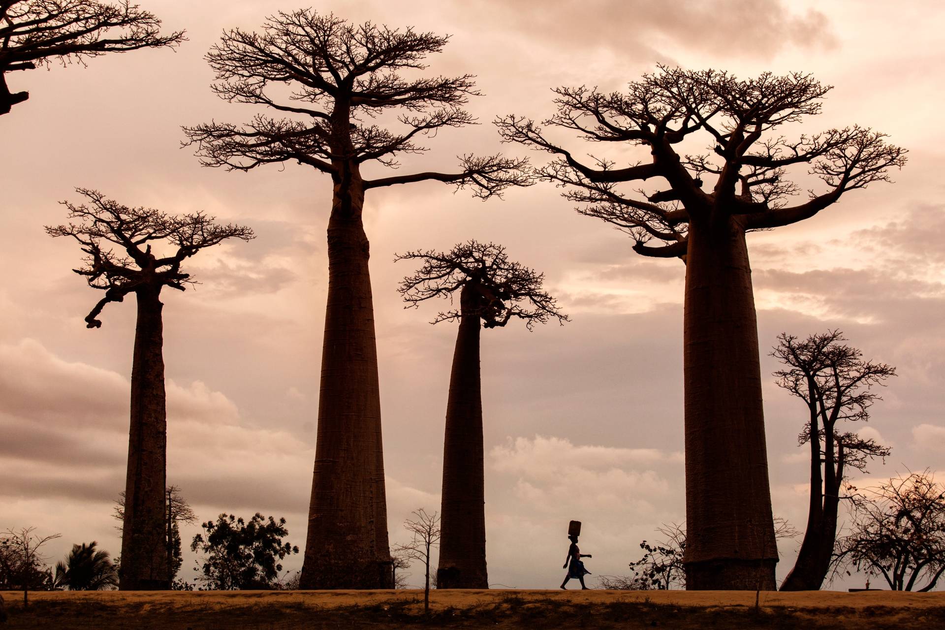 Papermoon Fototapete »Photo-Art DAN MIRICA, MADAGASKAR« von Papermoon