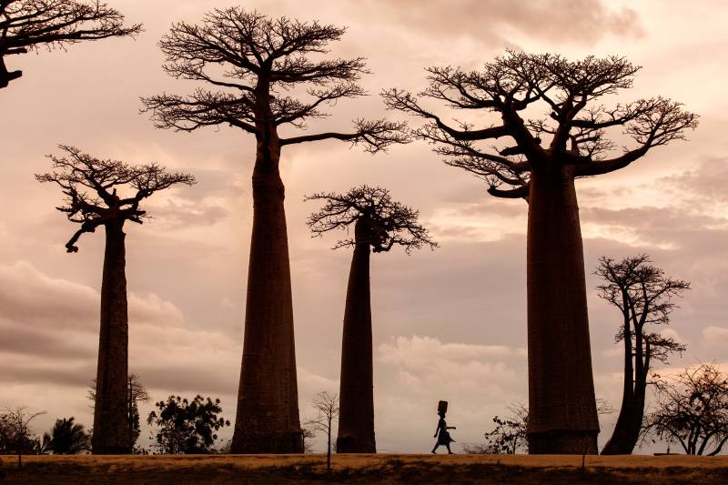Papermoon Fototapete »Photo-Art DAN MIRICA, MADAGASKAR« von Papermoon