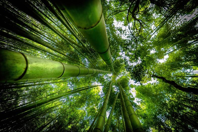 Papermoon Fototapete »Photo-Art DAVID ROS, ARASHIYAMA« von Papermoon
