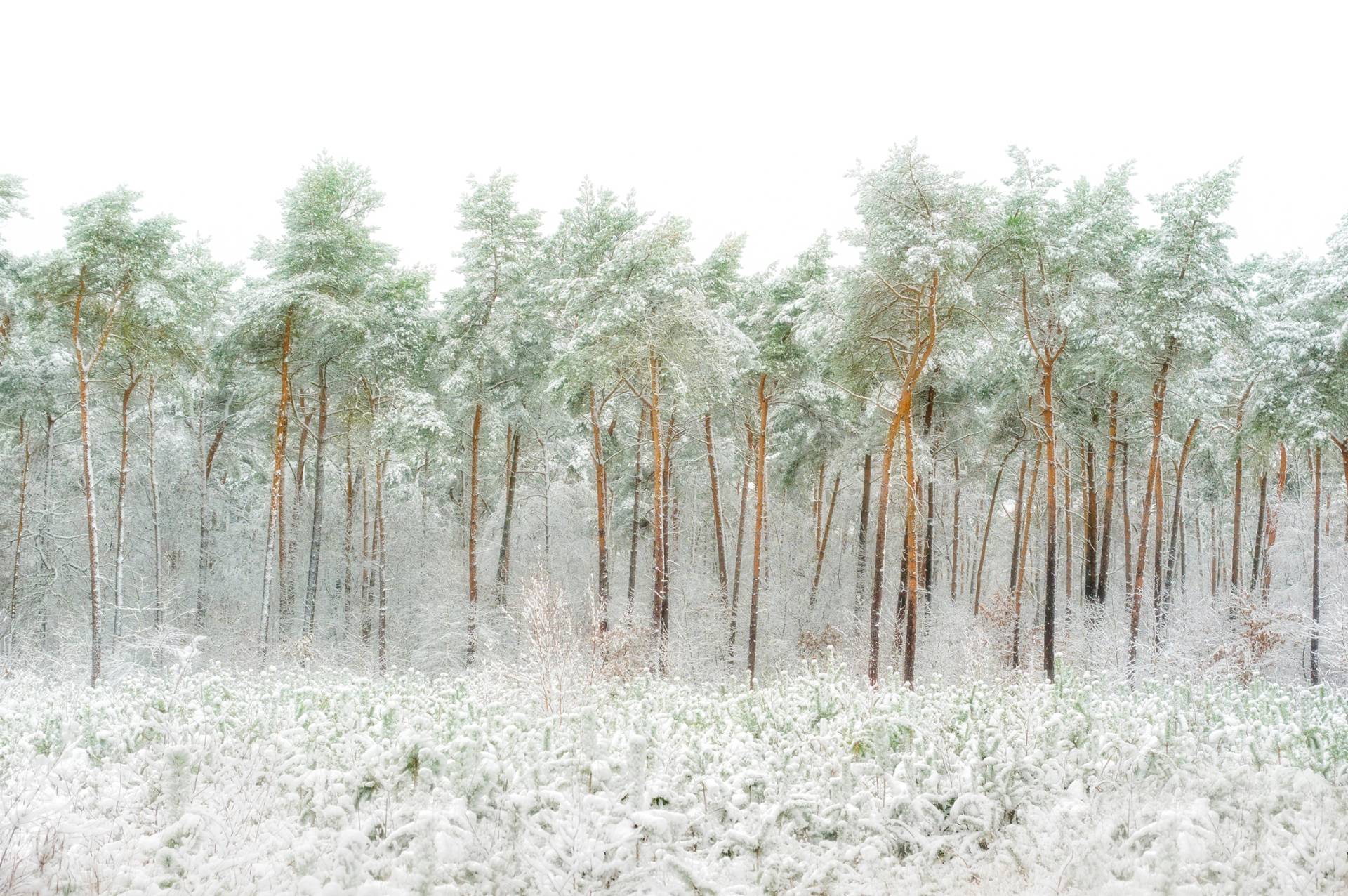Papermoon Fototapete »Photo-Art GREETJE VAN SON, SCHNEEWELT« Papermoon Fototapete »Photo-Art GREETJE VAN SON, SCHNEEWELT« von Papermoon