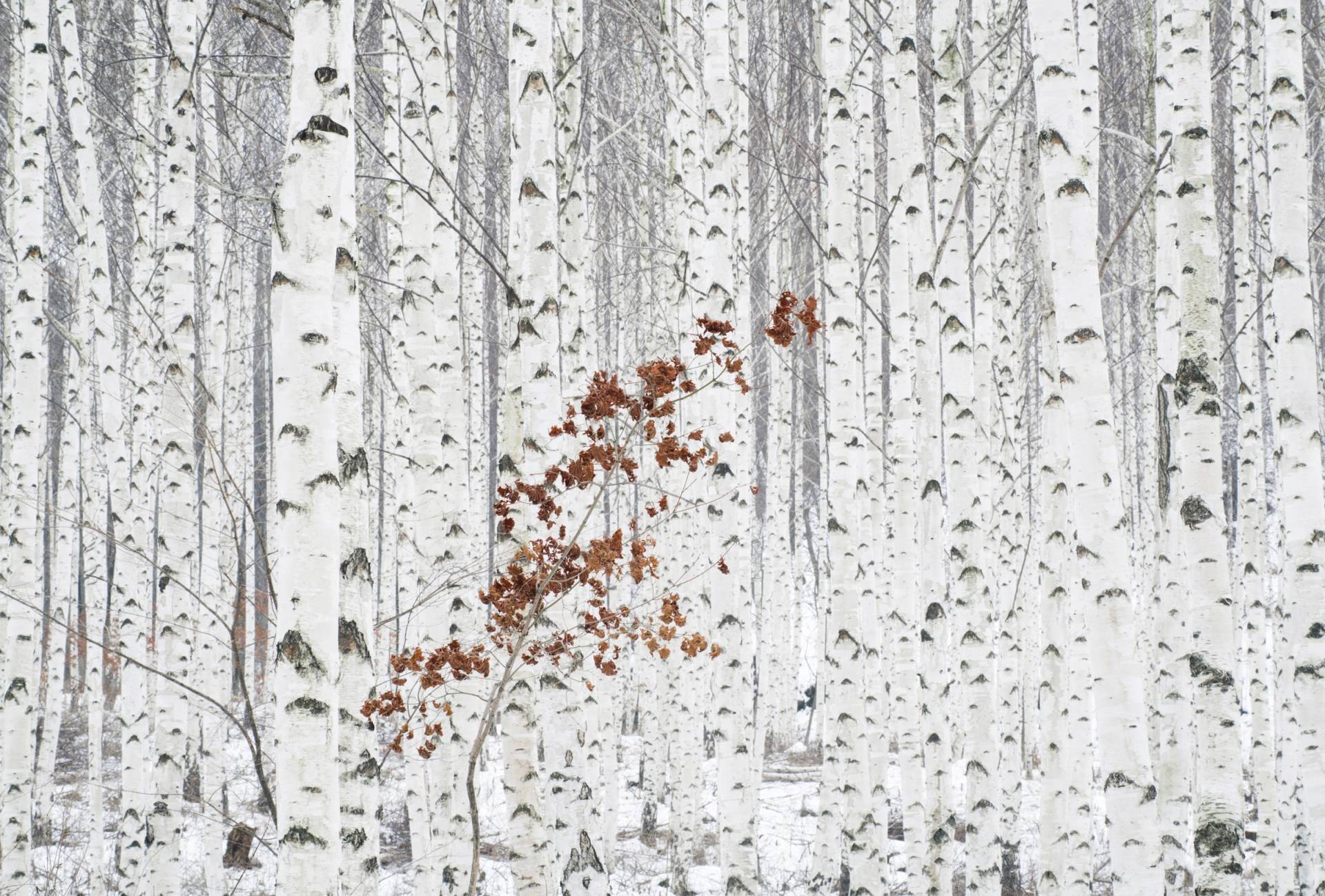 Papermoon Fototapete »Photo-Art HAN DONG HEE, AUS WEIss« von Papermoon