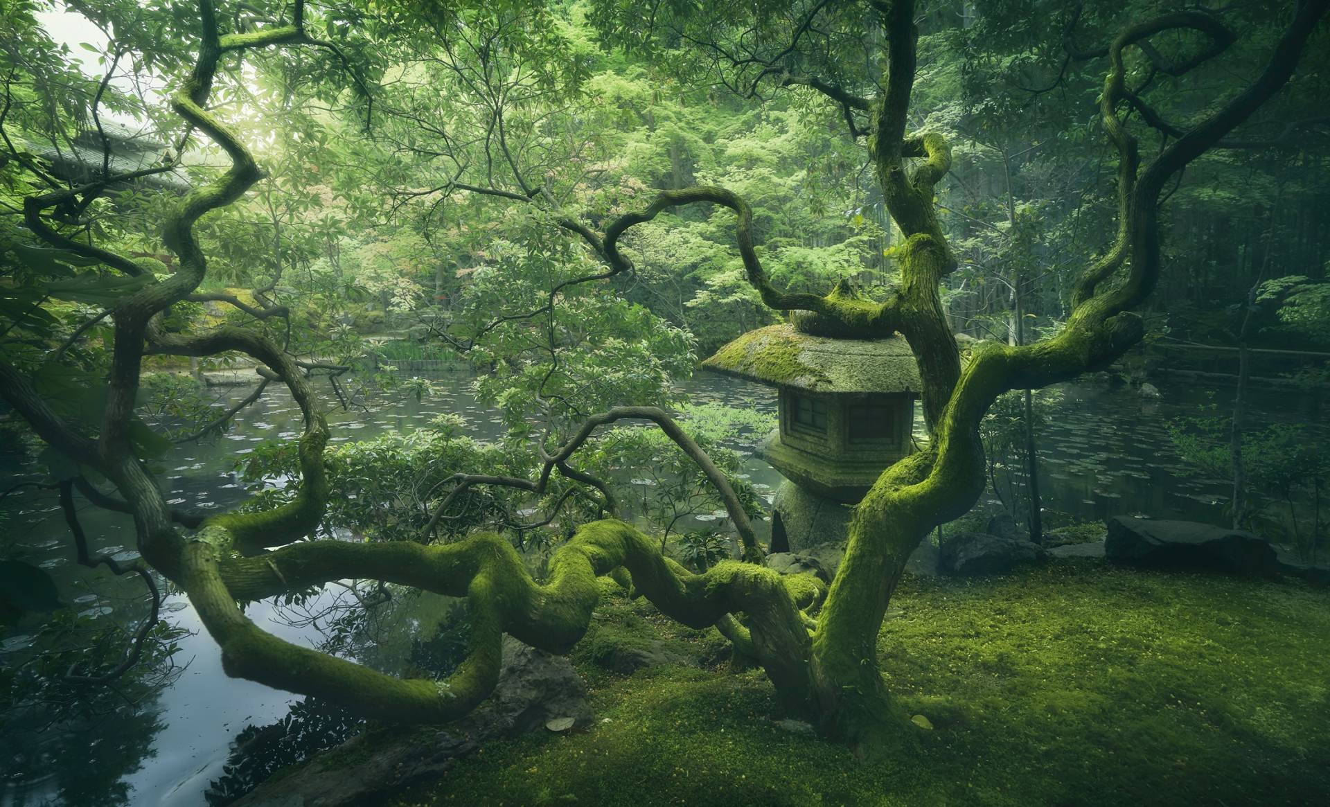 Papermoon Fototapete »Photo-Art JAVIER DE LA, JAPANISCHER BAUM« von Papermoon