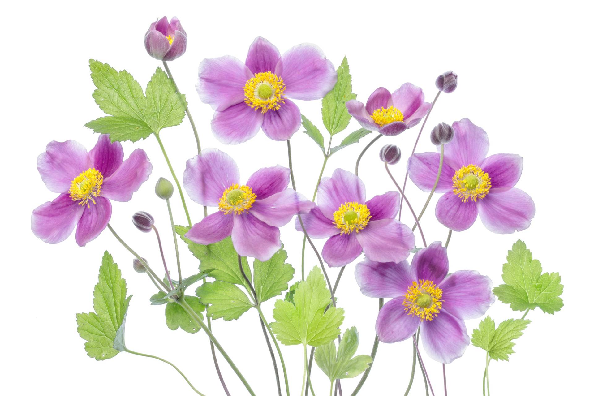 Papermoon Fototapete »Photo-Art MANDY DISHER, ANEMONE 'HADSPEN FÜLLE'« von Papermoon