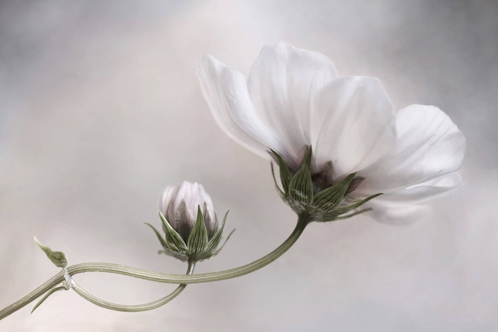 Papermoon Fototapete »Photo-Art MANDY DISHER, EINFACH KOSMOS« von Papermoon
