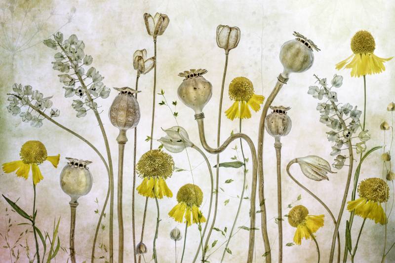 Papermoon Fototapete »Photo-Art MANDY DISHER, MOHNBLUMEN UND HELENIUM« von Papermoon