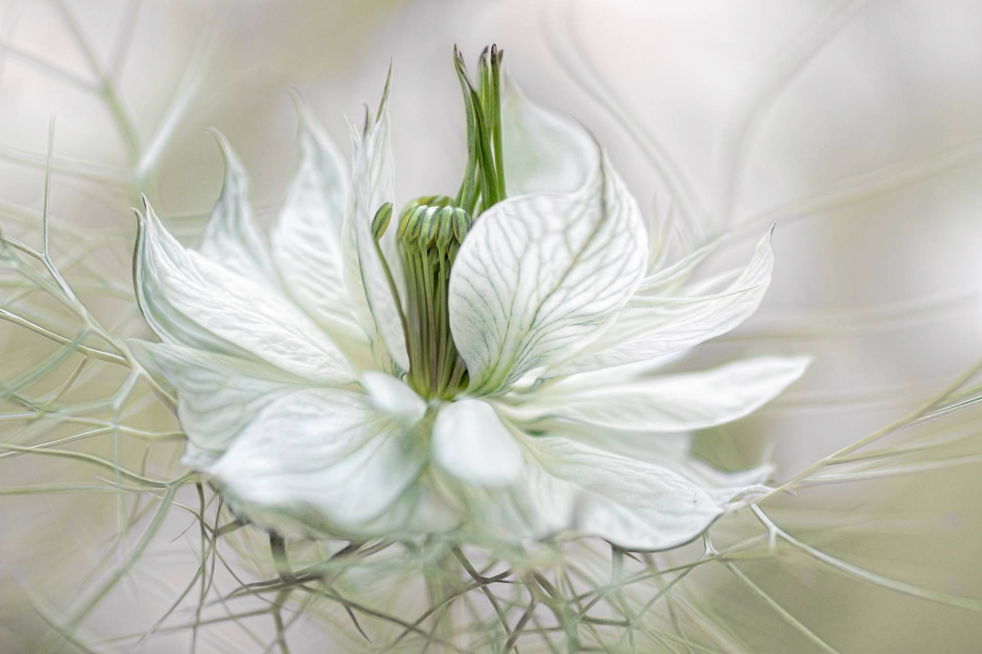 Papermoon Fototapete »Photo-Art MANDY DISHER, NIGELLA« von Papermoon