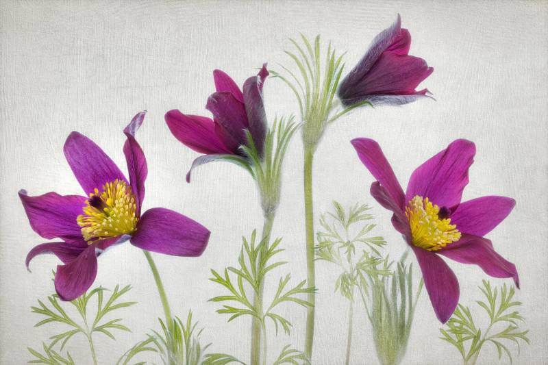 Papermoon Fototapete »Photo-Art MANDY DISHER, PULSATILLA« von Papermoon