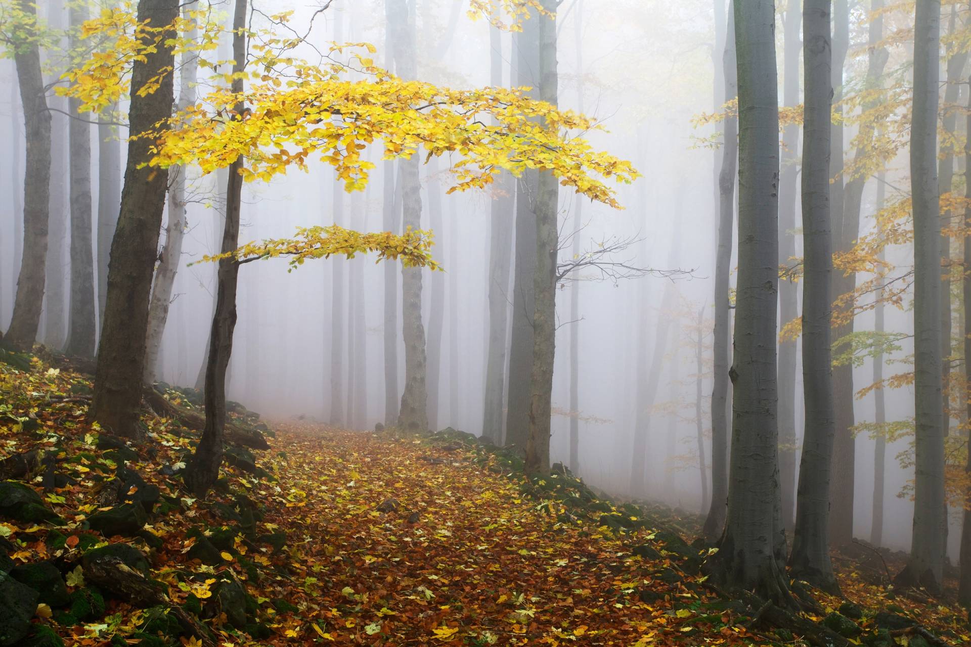 Papermoon Fototapete »Photo-Art MARTIN RAK, NOVEMBERWALD« Papermoon Fototapete »Photo-Art MARTIN RAK, NOVEMBERWALD« von Papermoon