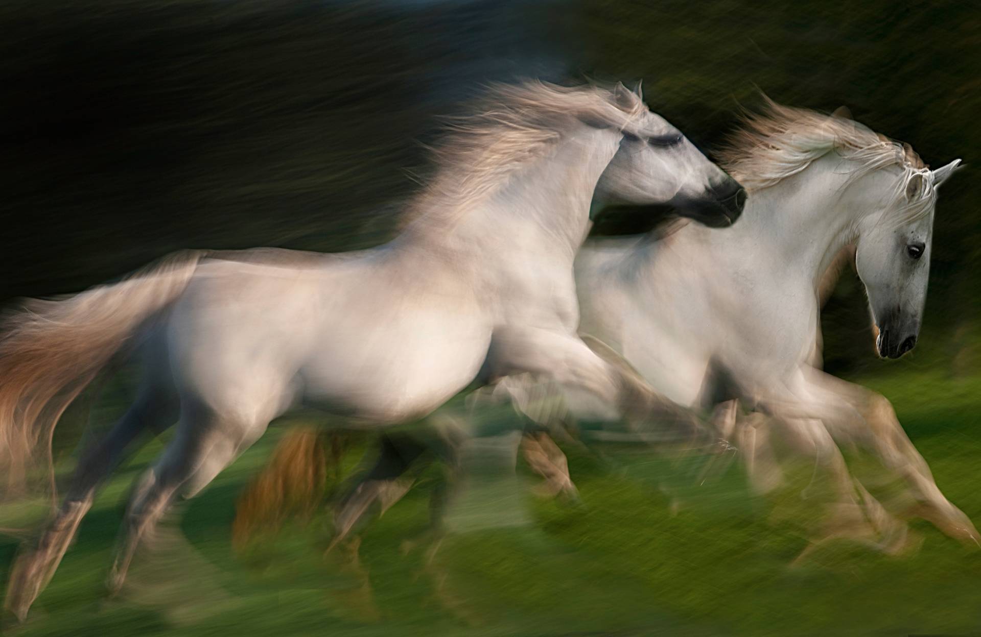 Papermoon Fototapete »Photo-Art MILAN MALOVRH, GALOPP FÜR ZWEI GALOPP« Papermoon Fototapete »Photo-Art MILAN MALOVRH, GALOPP FÜR ZWEI GALOPP« von Papermoon