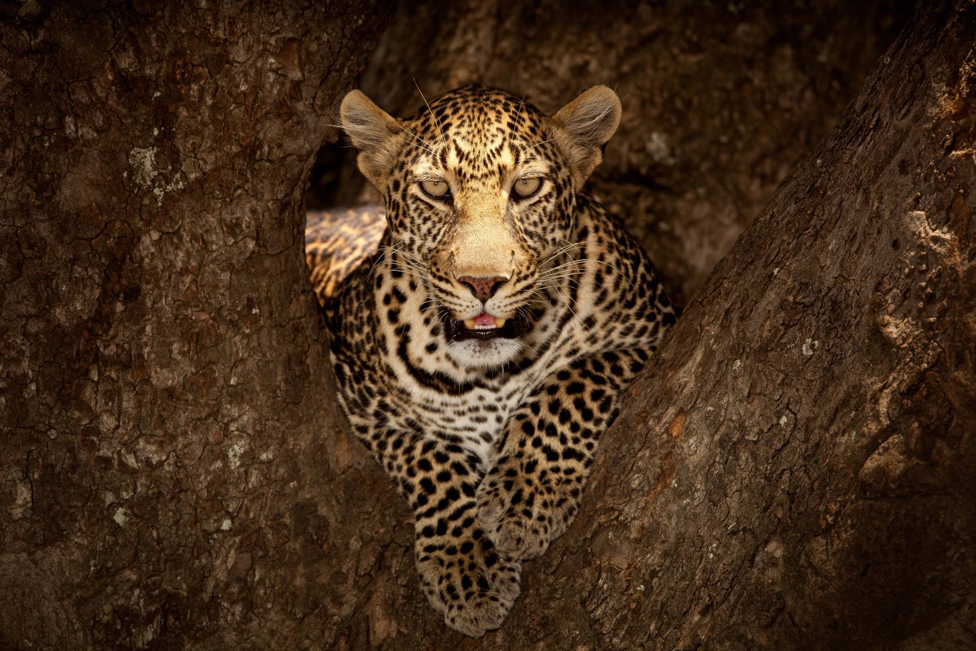Papermoon Fototapete »Photo-Art OZKAN OZMEN, LEOPARD RUHT AUF EINEM BAUM IN MASAI MARA« Papermoon Fototapete »Photo-Art OZKAN OZMEN, LEOPARD RUHT AUF EINEM BAUM IN MASAI MARA« von Papermoon