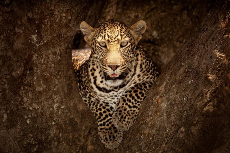 Papermoon Fototapete »Photo-Art OZKAN OZMEN, LEOPARD RUHT AUF EINEM BAUM IN MASAI MARA« von Papermoon