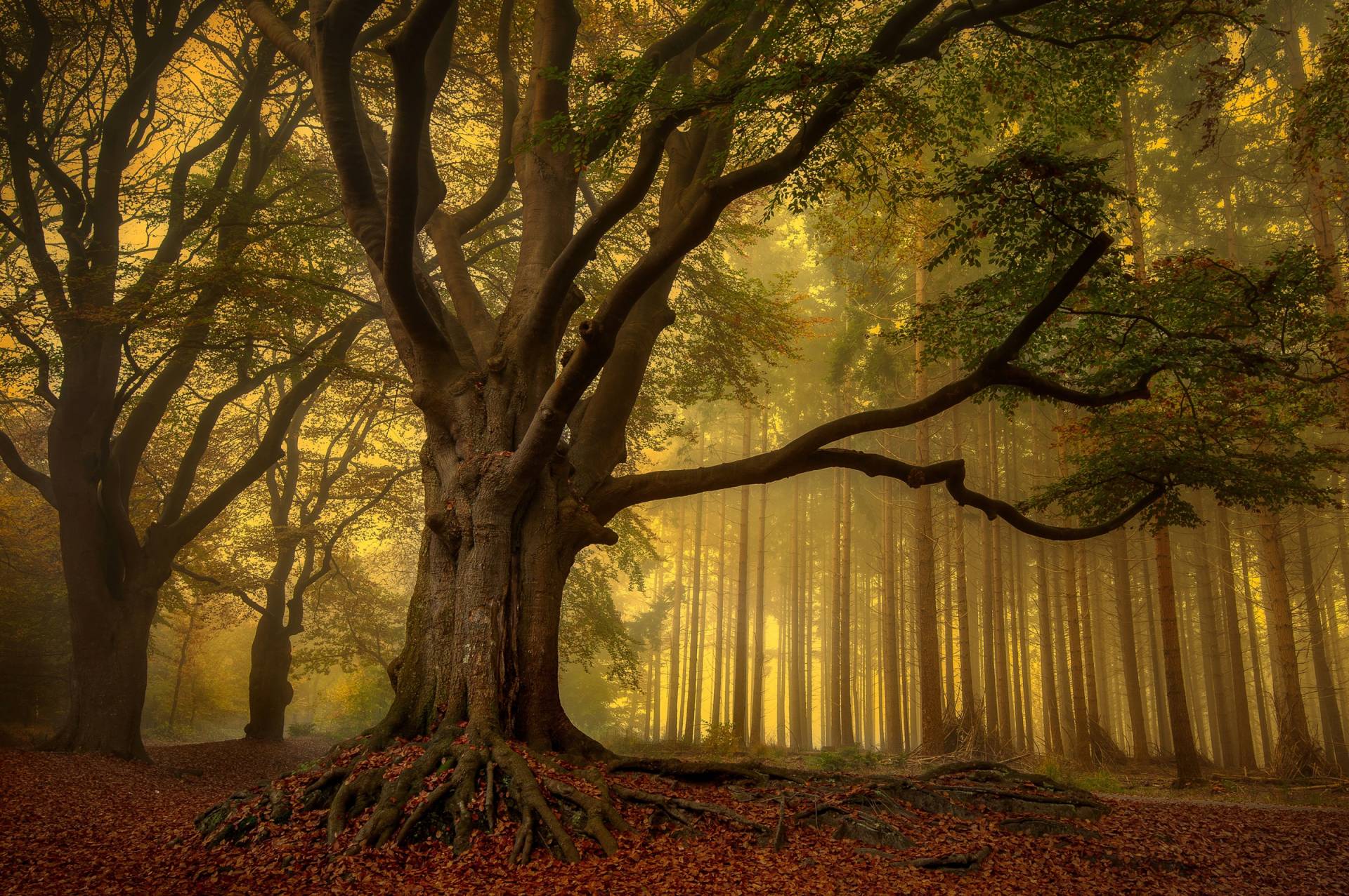 Papermoon Fototapete »Photo-Art PIET HAAKSMA, ALTER BAUM« von Papermoon