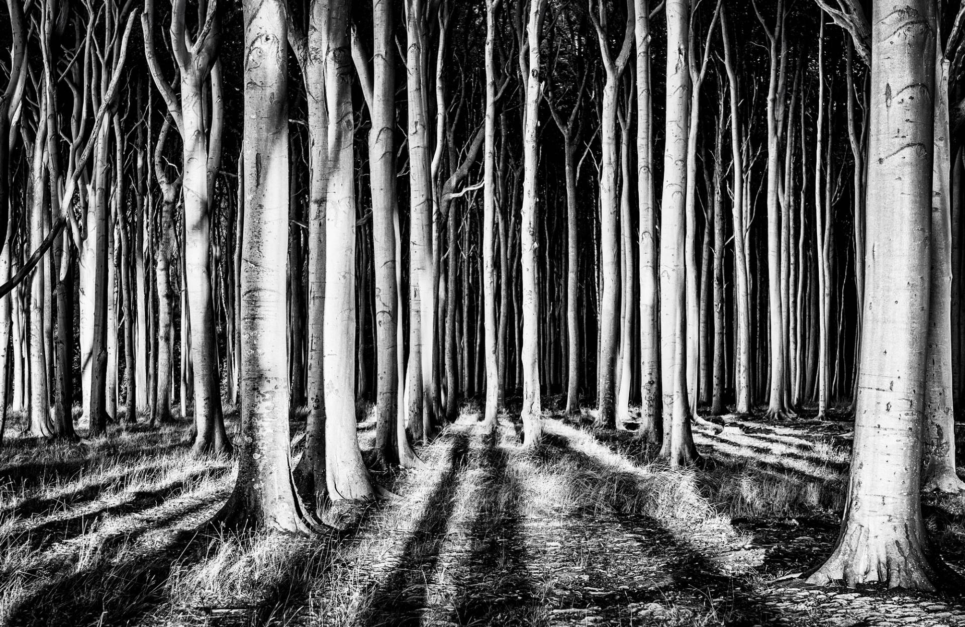 Papermoon Fototapete »Photo-Art PIXXELPARK, GEISTERWALD« Papermoon Fototapete »Photo-Art PIXXELPARK, GEISTERWALD« von Papermoon
