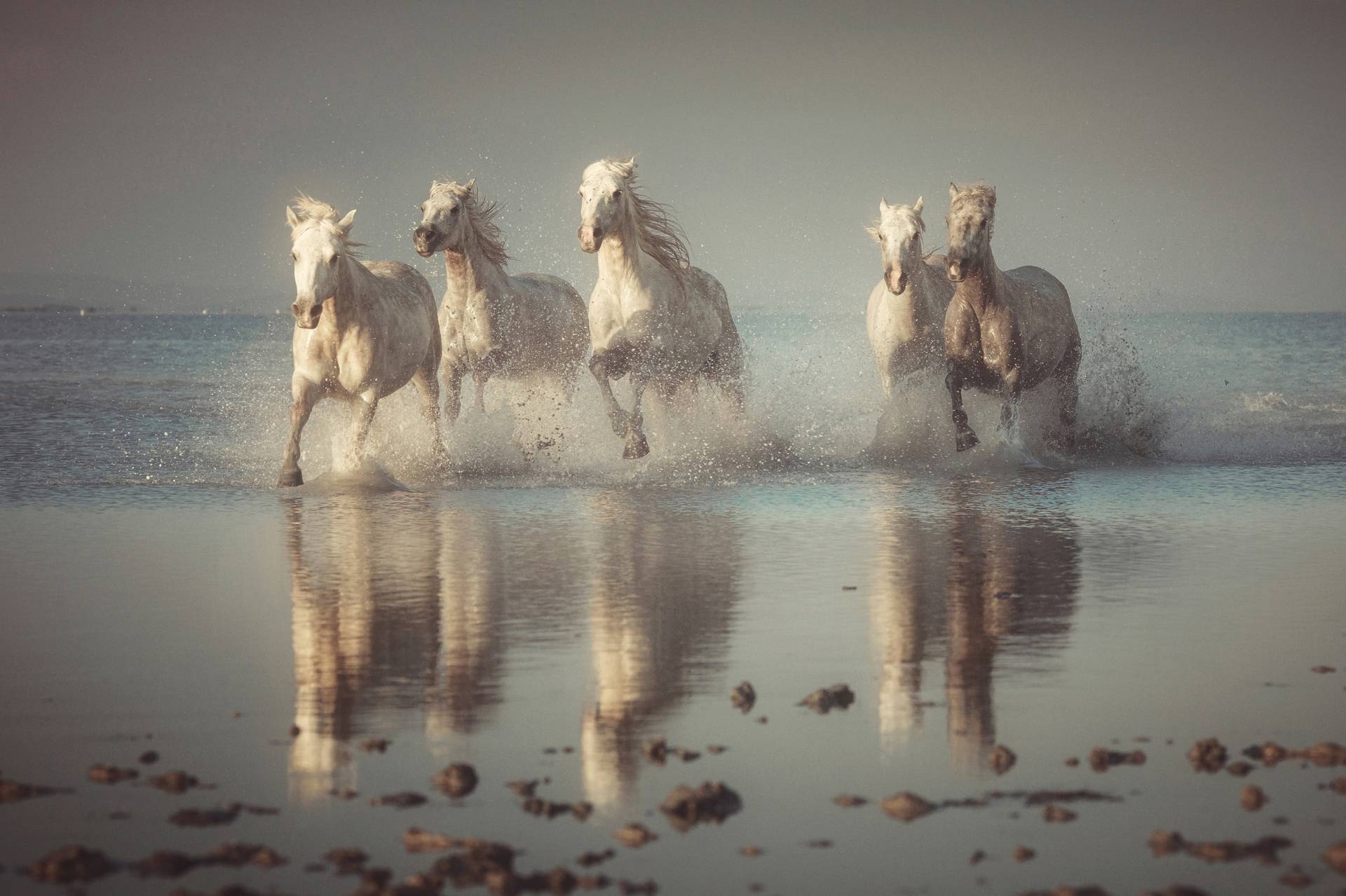 Papermoon Fototapete »Photo-Art ROSTOVSKIY ANTON, CAMARGUE-PFERDE« Papermoon Fototapete »Photo-Art ROSTOVSKIY ANTON, CAMARGUE-PFERDE« von Papermoon