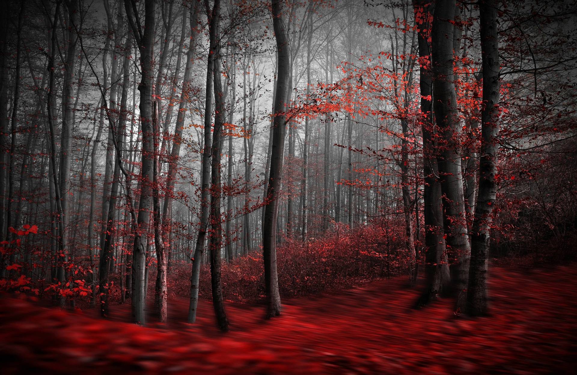 Papermoon Fototapete »Photo-Art SAMANTA KRIVEC, BLUTIGER FORREST« von Papermoon