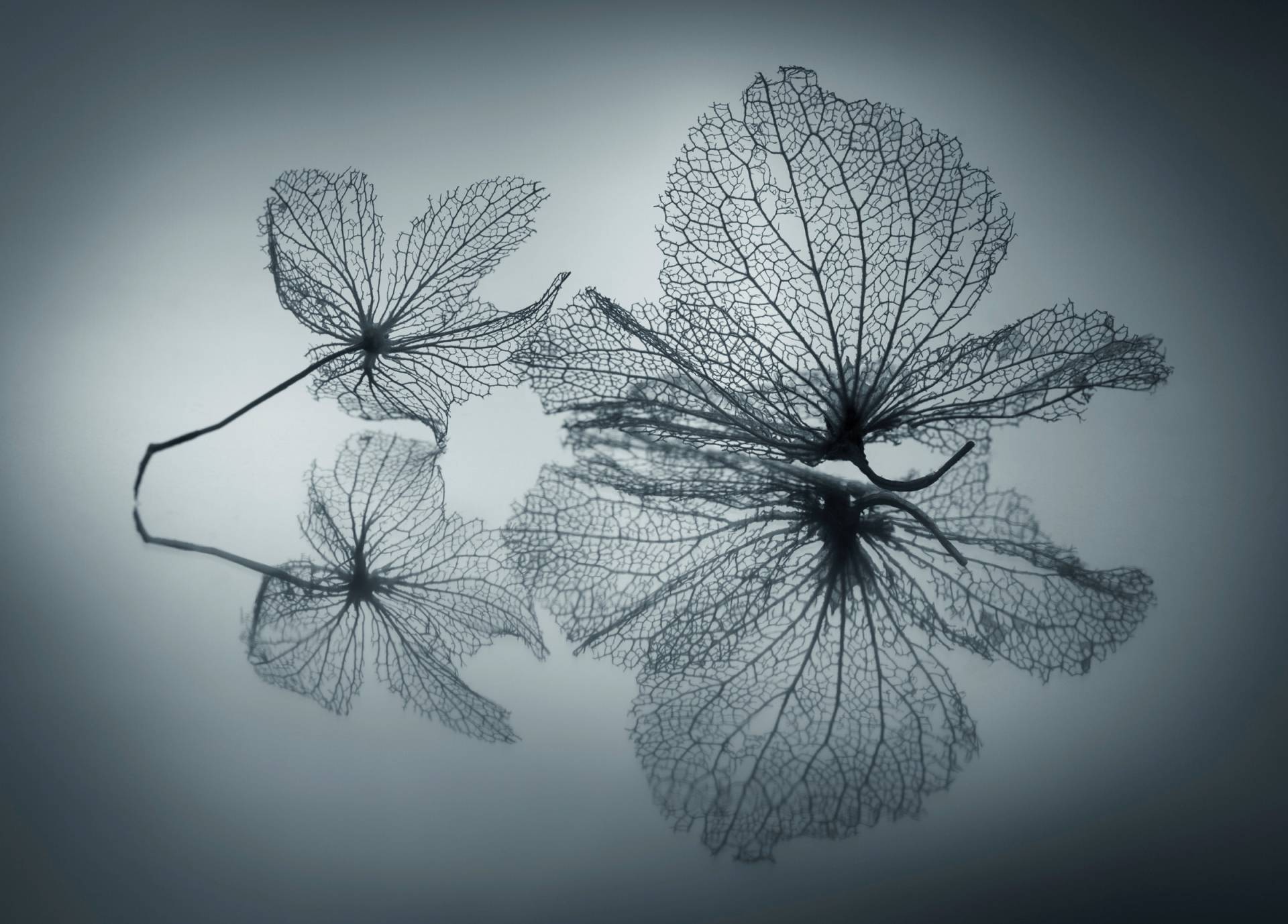 Papermoon Fototapete »Photo-Art SHIHYA KOWATARI, EIGNERISCHE SCHÖNHEIT« Papermoon Fototapete »Photo-Art SHIHYA KOWATARI, EIGNERISCHE SCHÖNHEIT« von Papermoon