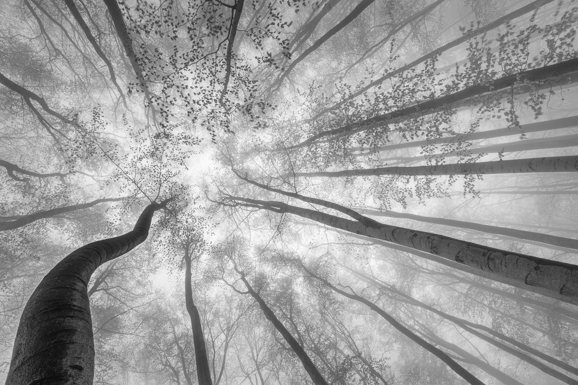 Papermoon Fototapete »Photo-Art TOM PAVLASEK, FRÜHLINGSKRONE DER BÄUME« von Papermoon