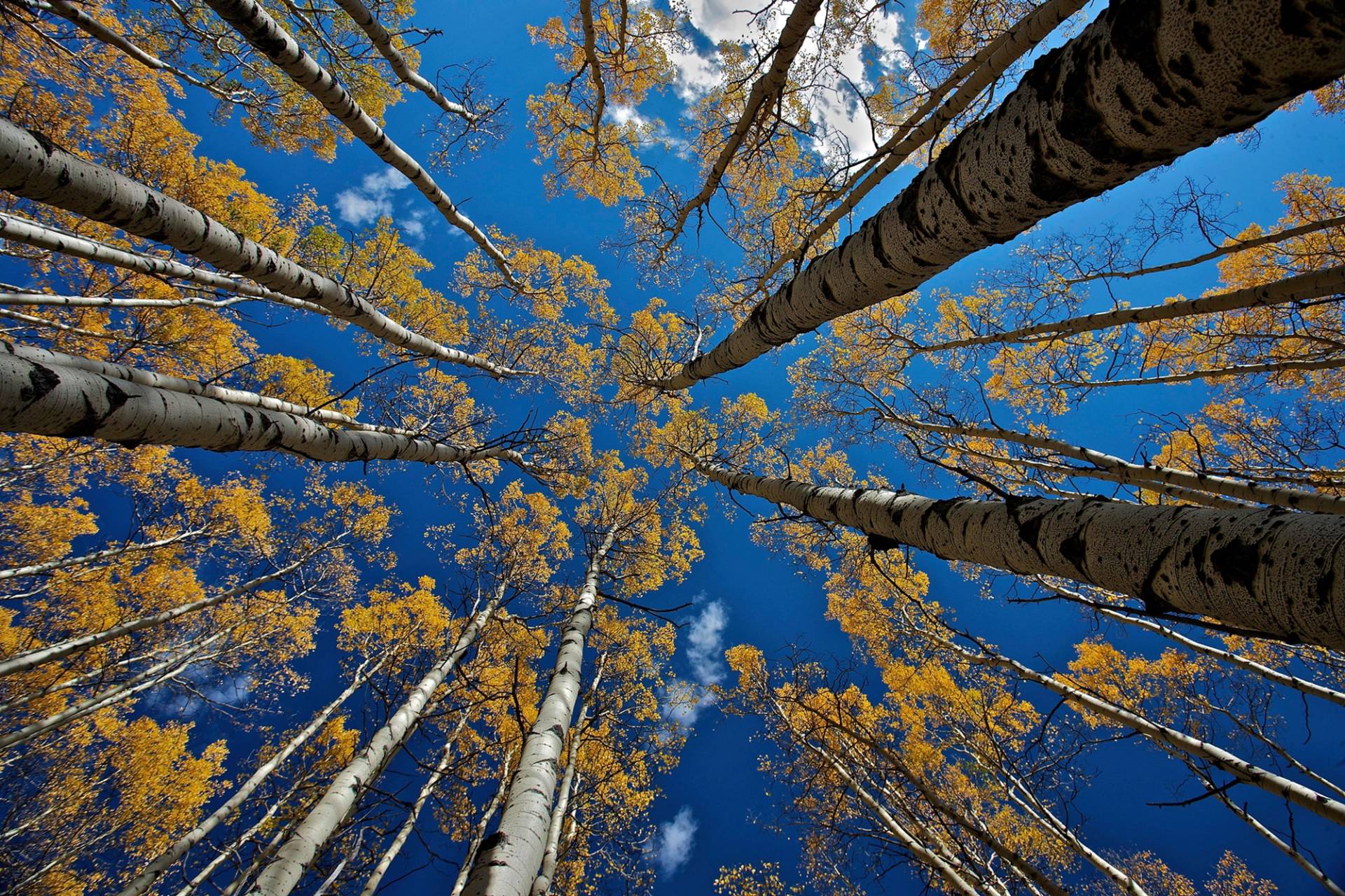 Papermoon Fototapete »Photo-Art VERDON, ASPEN'S FALL« von Papermoon
