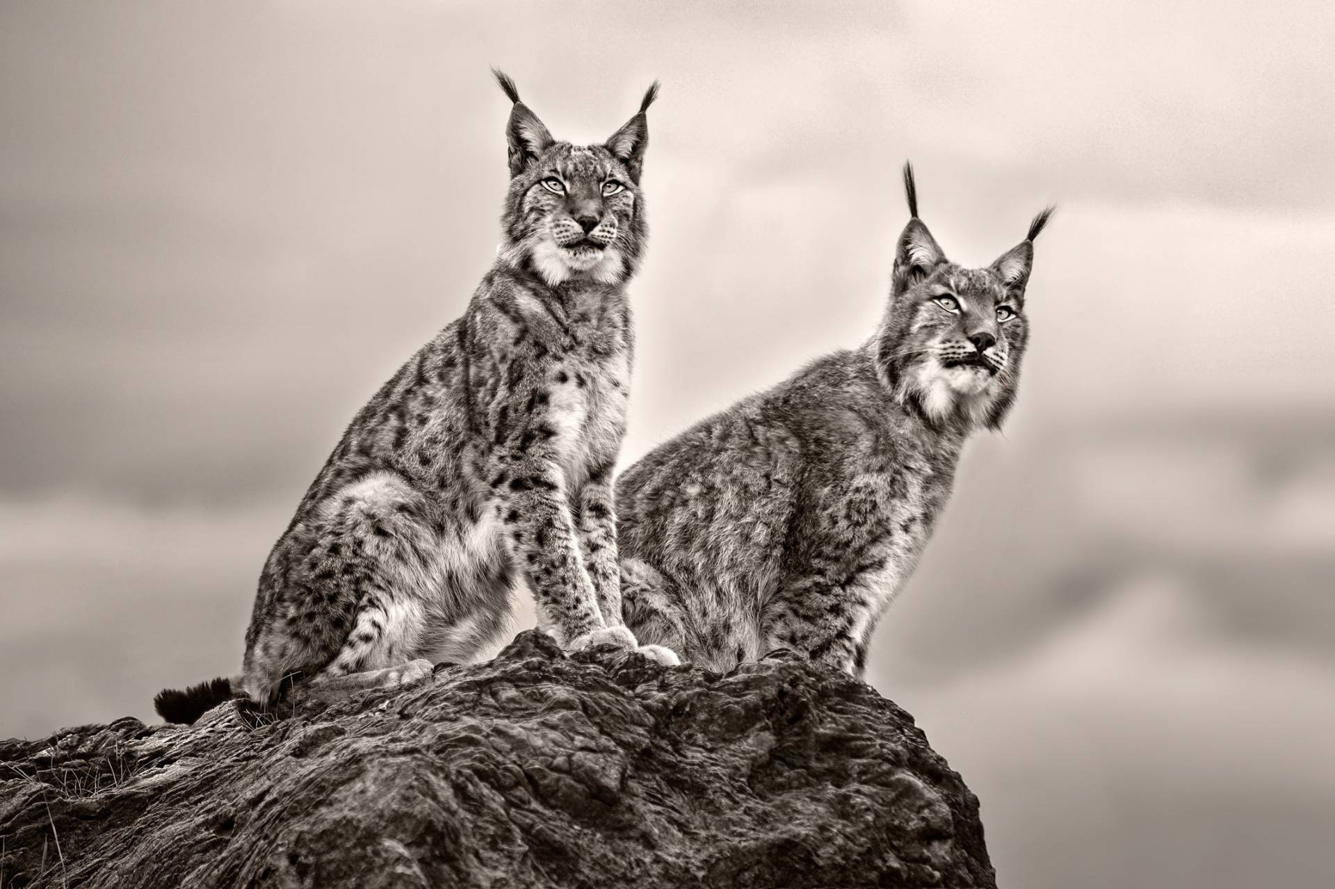 Papermoon Fototapete »Photo-Art XAVIER ORTEGA, ZWEI LUCHS AUF FELSEN« von Papermoon