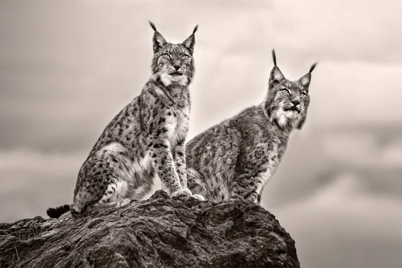 Papermoon Fototapete »Photo-Art XAVIER ORTEGA, ZWEI LUCHS AUF FELSEN« von Papermoon