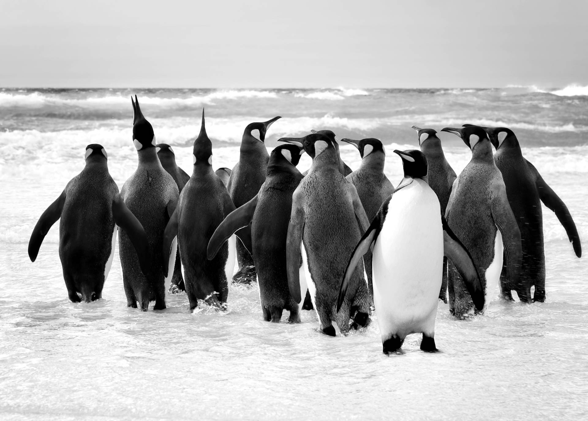Papermoon Fototapete »Pinguin Schwarz & Weiss« von Papermoon