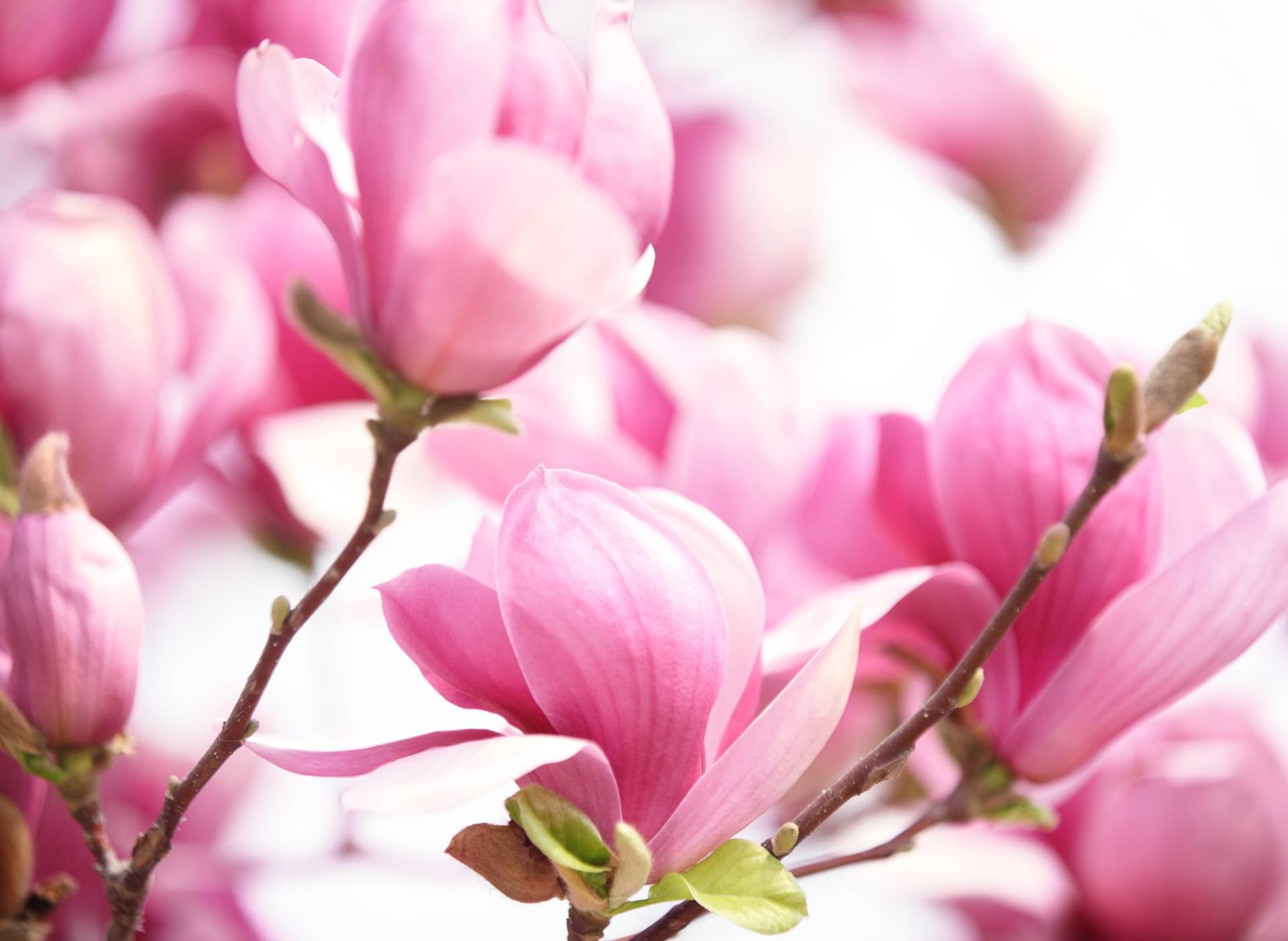 Papermoon Fototapete »Pink Magnolia« von Papermoon