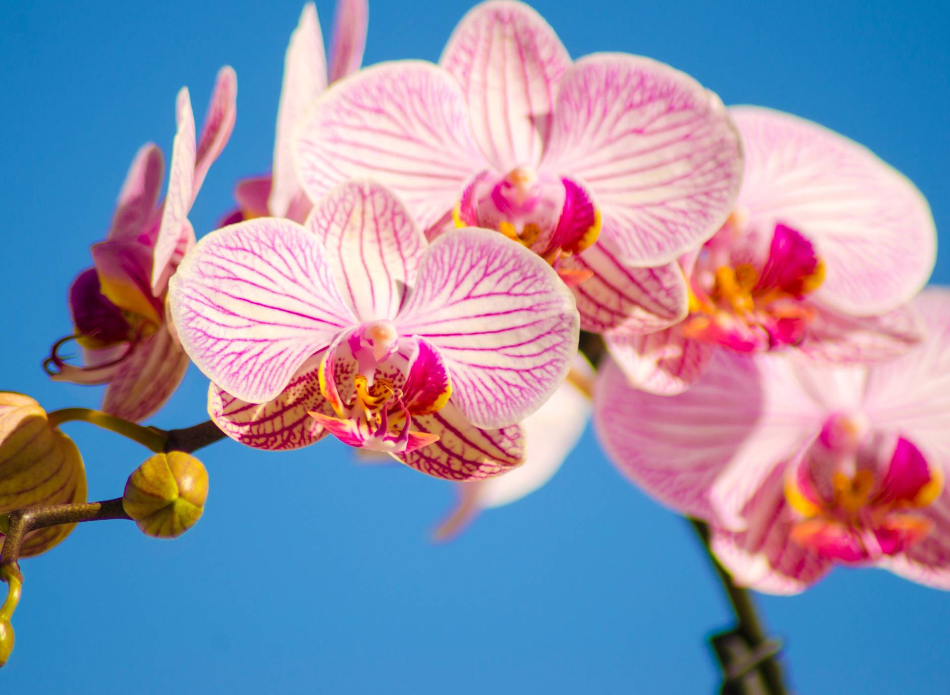 Papermoon Fototapete »Pink Phalaenopsis Orchid« von Papermoon