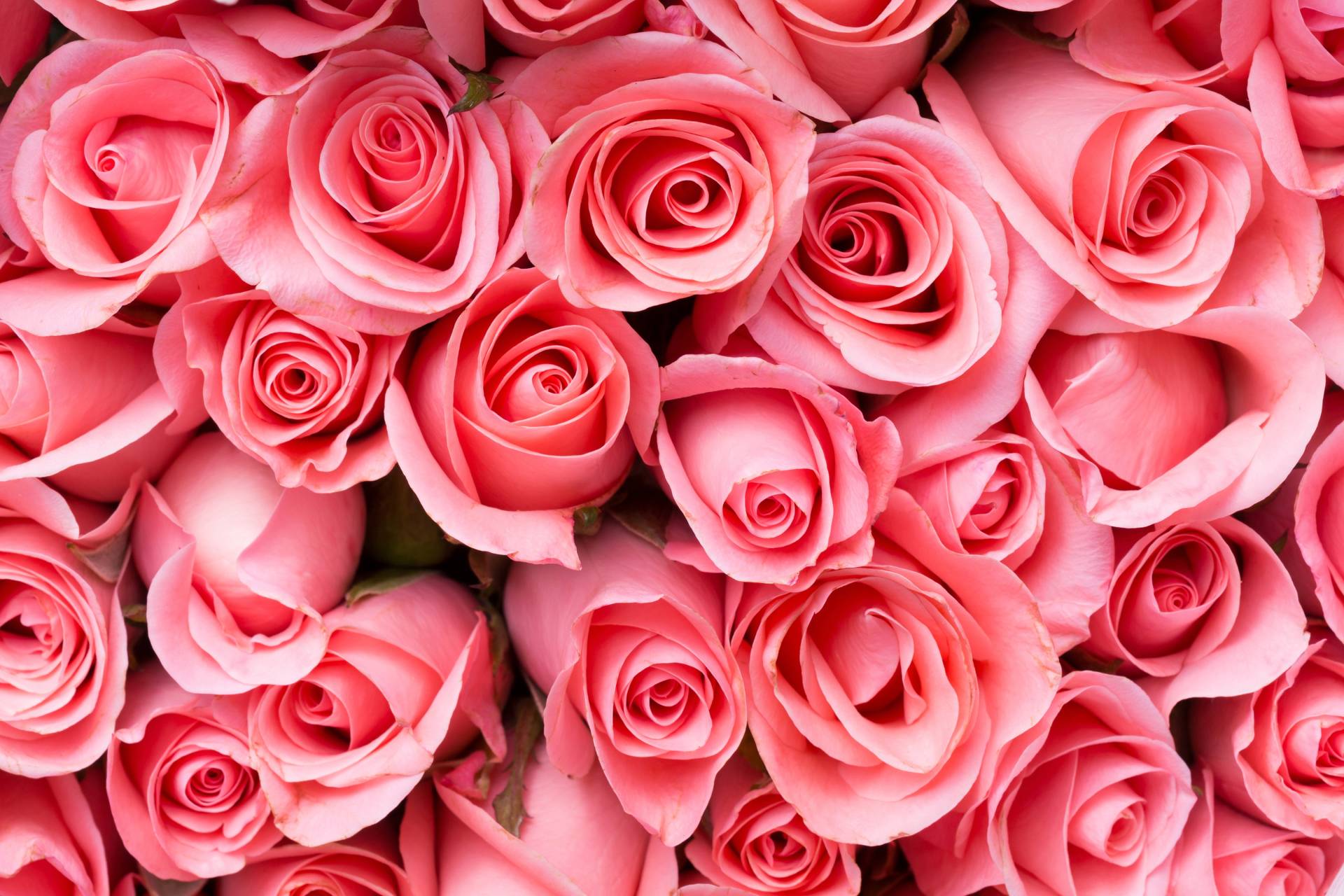 Papermoon Fototapete »Pink Rose Flowers« von Papermoon