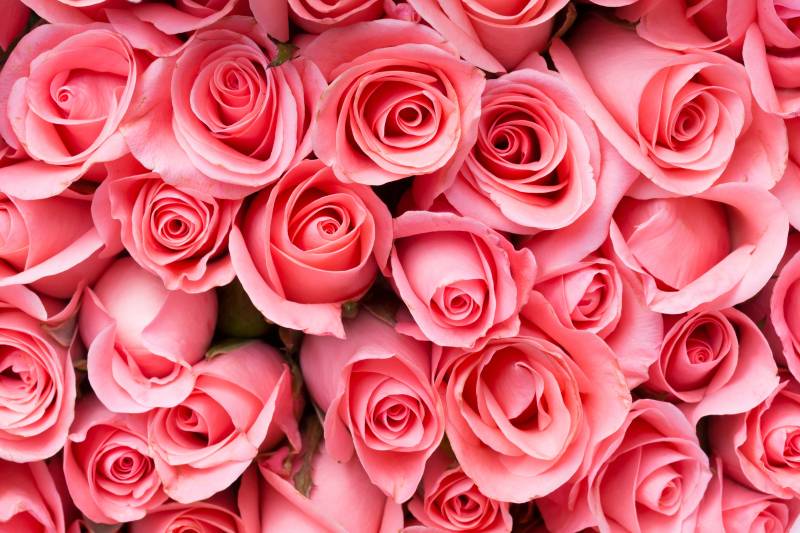 Papermoon Fototapete »Pink Rose Flowers« von Papermoon