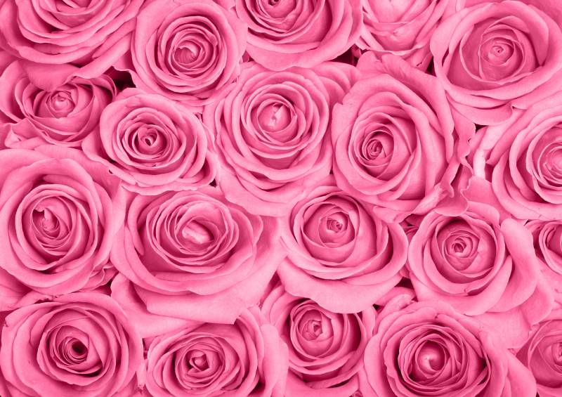 Papermoon Fototapete »Pink Roses« von Papermoon