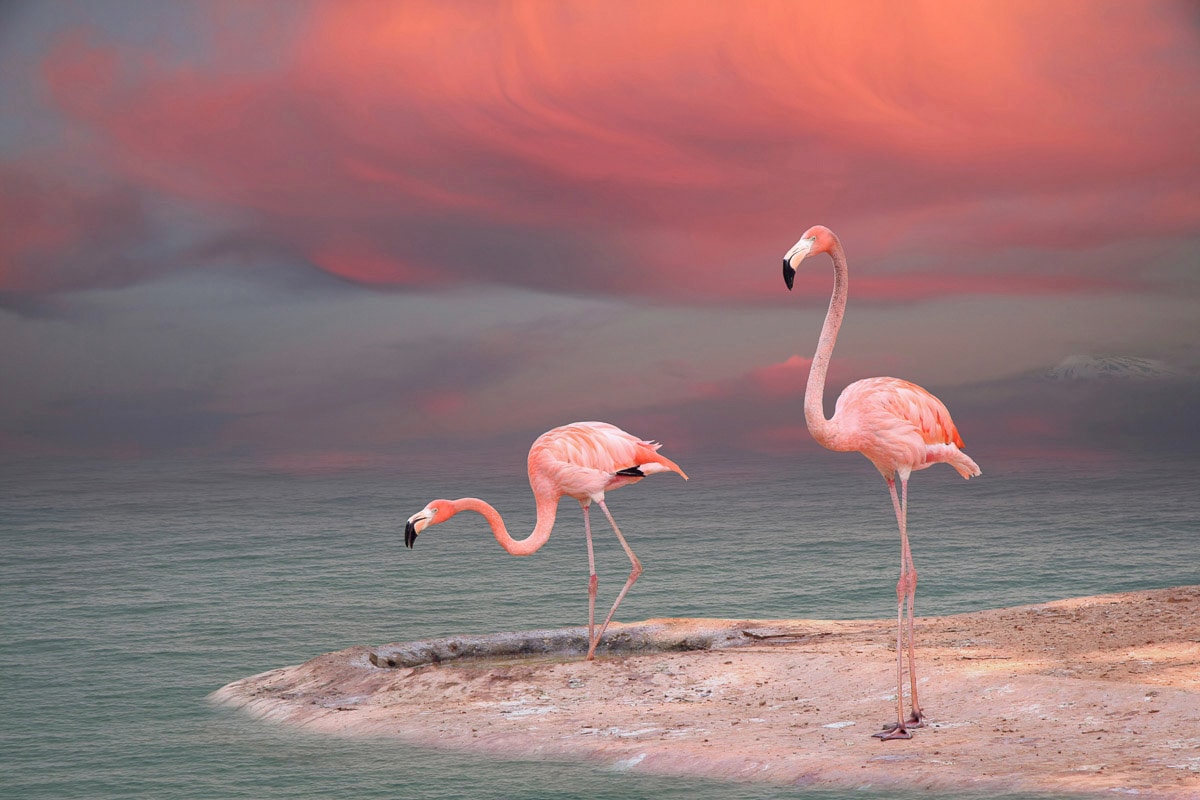 Papermoon Fototapete »ROSA FLAMINGOS-VÖGEL TIERE STRAND HIMMEL DEKOR ABSTRAKT« Papermoon Fototapete »ROSA FLAMINGOS-VÖGEL TIERE STRAND HIMMEL DEKOR ABSTRAKT« von Papermoon