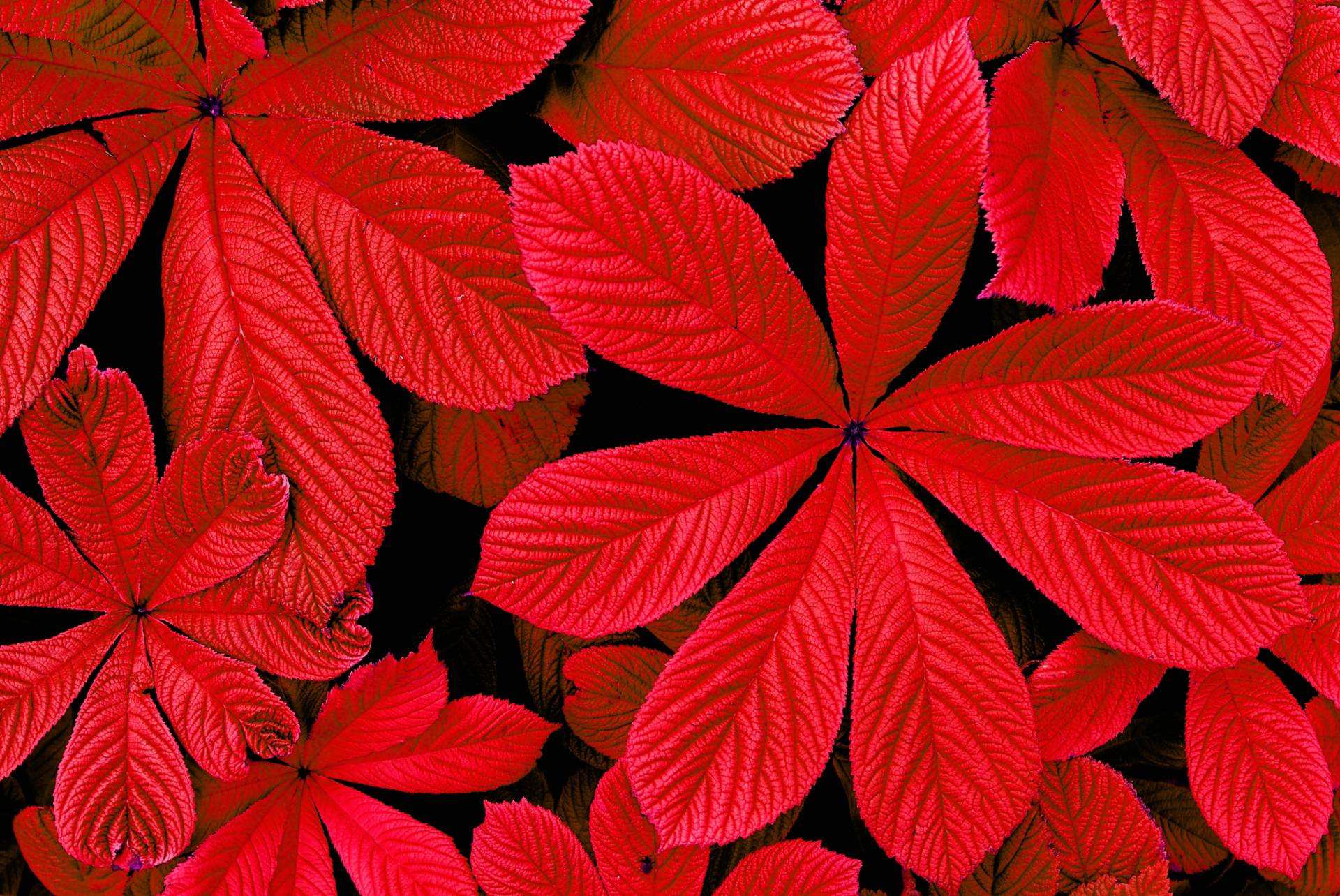 Papermoon Fototapete »ROTE HERBST-BLÄTTER-BLUME DEKOR MUSTER PFLANZE ORCHIDEE« von Papermoon