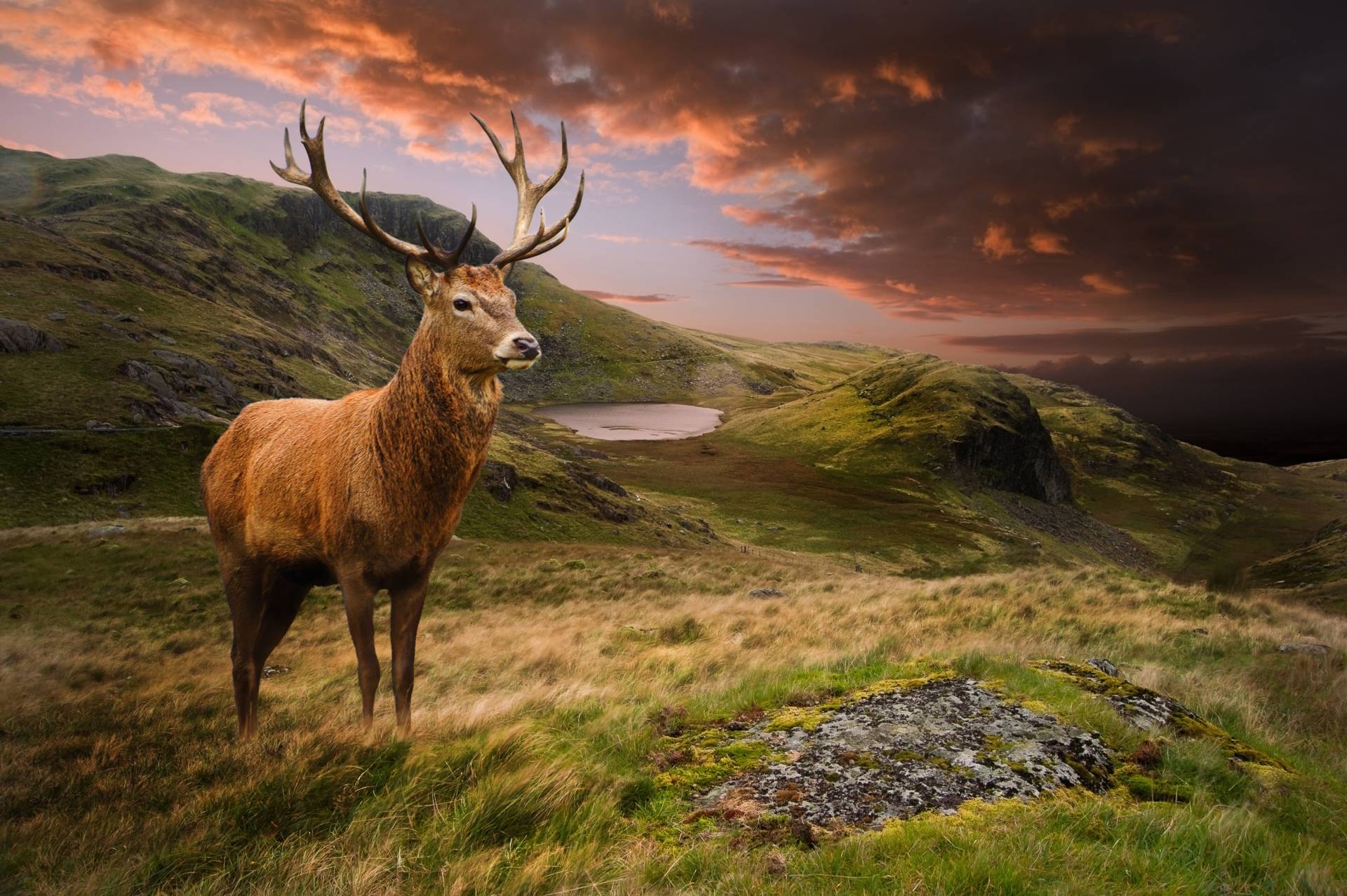 Papermoon Fototapete »Red Deer« Papermoon Fototapete »Red Deer« von Papermoon