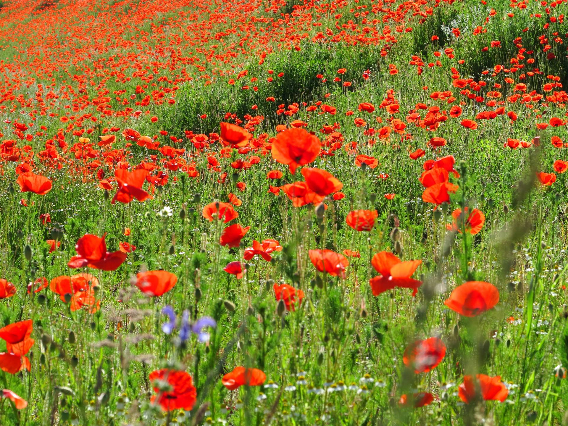Papermoon Fototapete »Red Poppa Field« Papermoon Fototapete »Red Poppa Field« von Papermoon