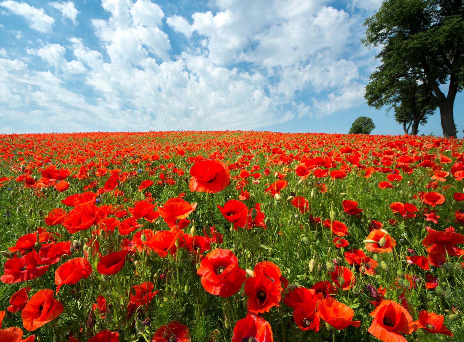 Papermoon Fototapete »Red Poppy Field« von Papermoon