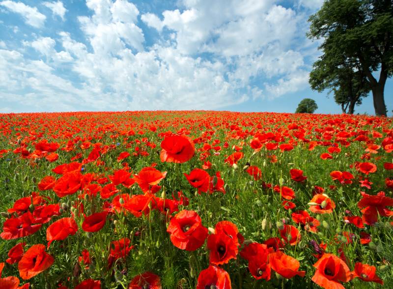Papermoon Fototapete »Red Poppy Field« von Papermoon