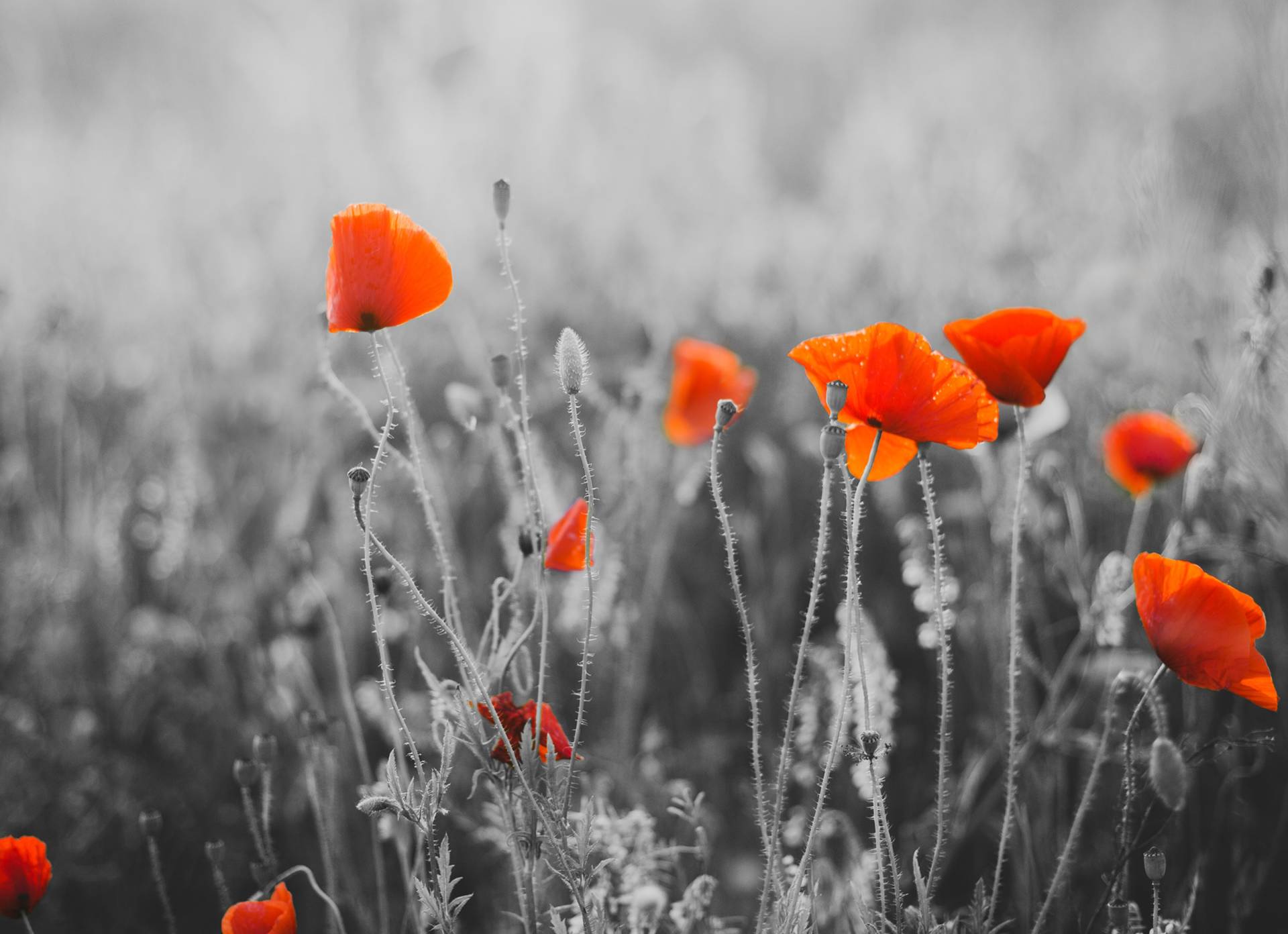 Papermoon Fototapete »Red Poppy Flowers« von Papermoon