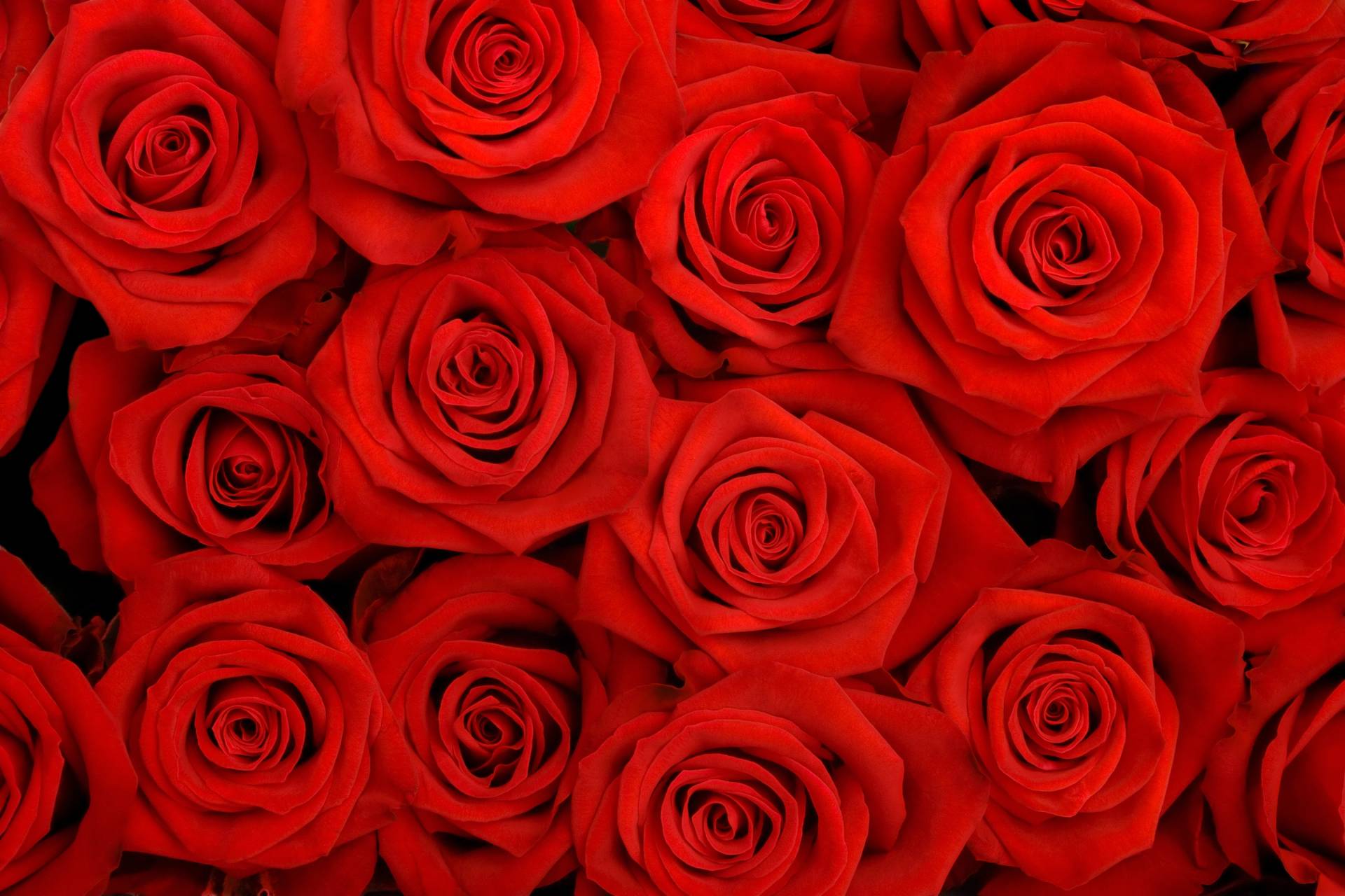 Papermoon Fototapete »Red Roses« Papermoon Fototapete »Red Roses« von Papermoon