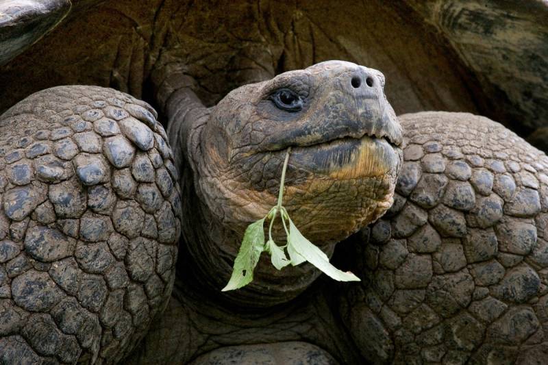 Papermoon Fototapete »Riesenschildkrötenporträt« von Papermoon