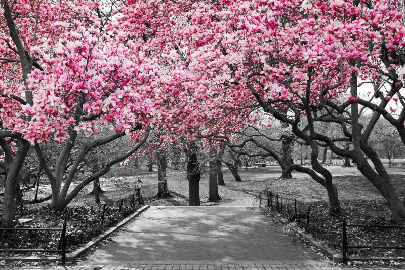 Papermoon Fototapete »Rosa Blüten« von Papermoon