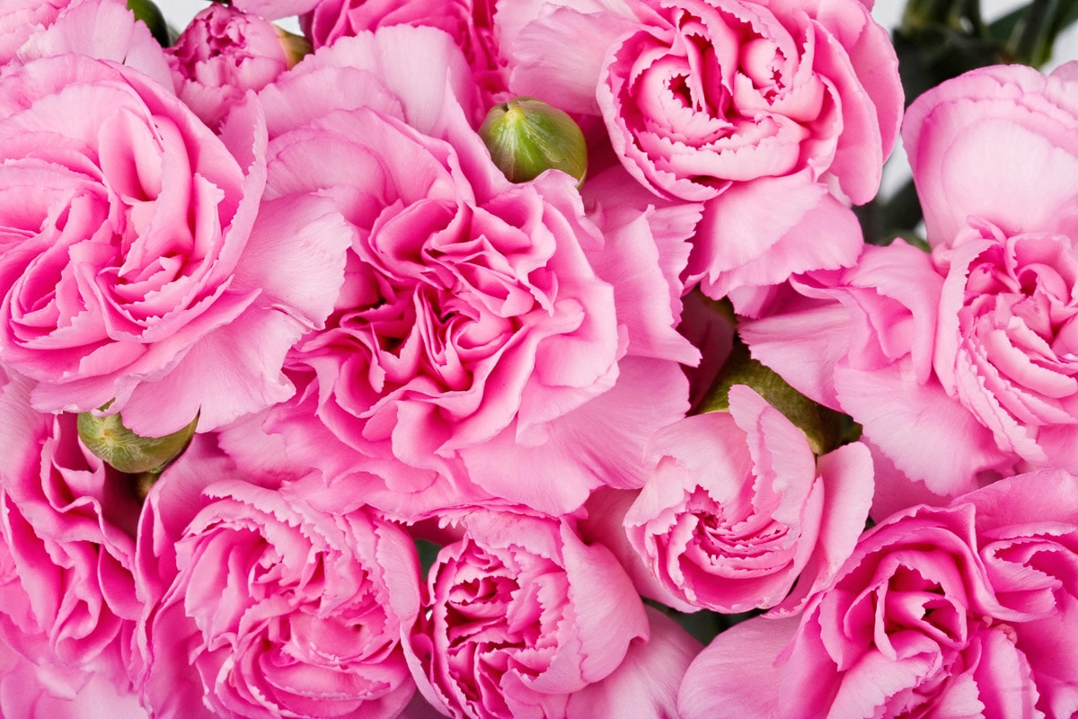 Papermoon Fototapete »Rosen rosa« Papermoon Fototapete »Rosen rosa« von Papermoon