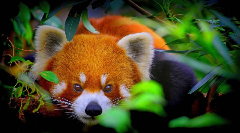 Papermoon Fototapete »Rotes Panda-Porträt« von Papermoon