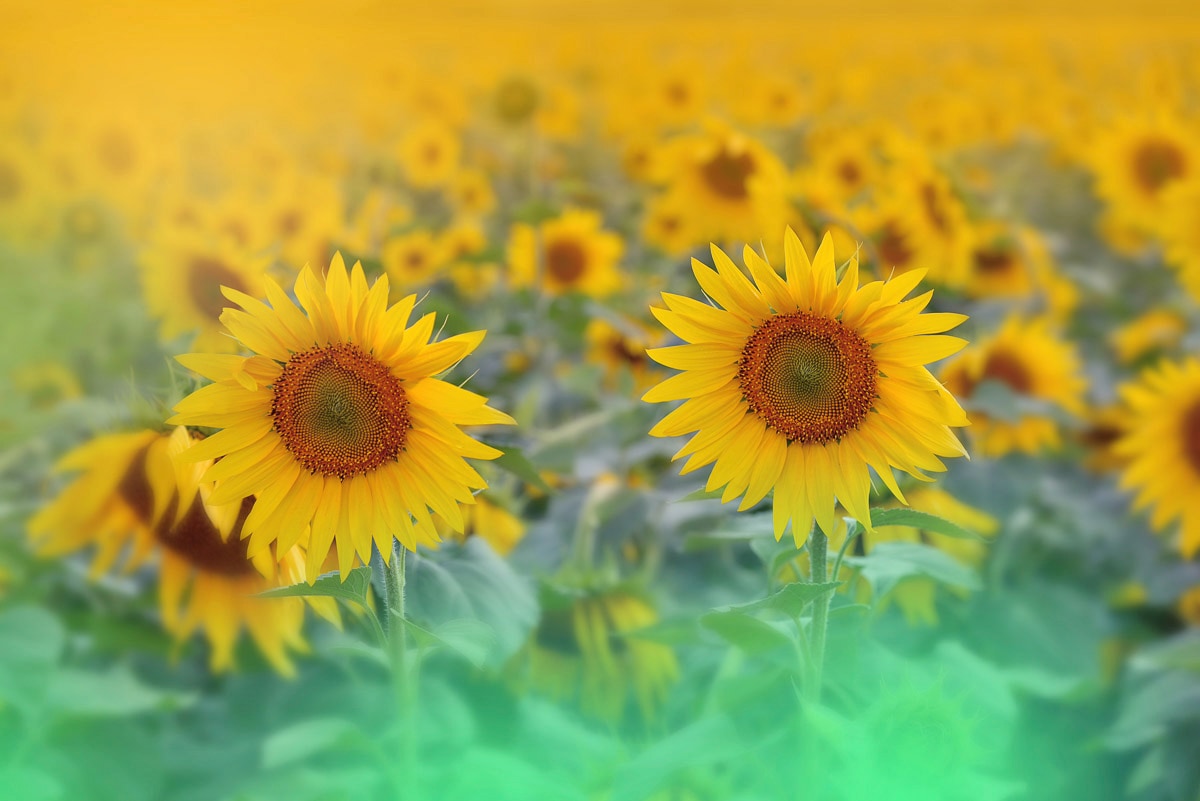 Papermoon Fototapete »SONNENBLUMEN-ABSTRAKT DEKOR MUSTER FANTASIE KUNST FELD« Papermoon Fototapete »SONNENBLUMEN-ABSTRAKT DEKOR MUSTER FANTASIE KUNST FELD« von Papermoon