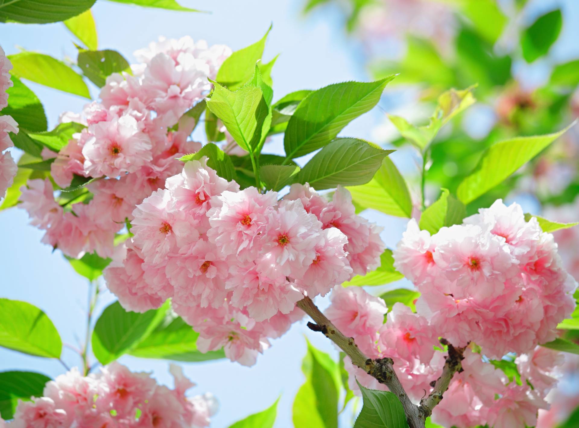 Papermoon Fototapete »Sakury Cherry Blossom« von Papermoon