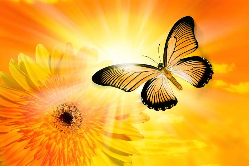 Papermoon Fototapete »Schmetterling« von Papermoon